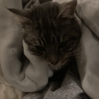 photo de livraison pour Cosette
