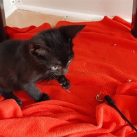 photo de livraison pour Bien vivre avec les Chats Sallélois