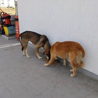 photo de livraison pour Civic Initiative Kane Korzo Skopje