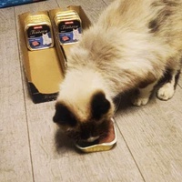 photo de livraison pour Les chats de l'Indifférence