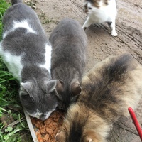 photo de livraison pour Ecole du Chat des Alpilles