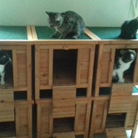 photo de livraison pour Pour l'Amour des Chats