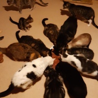 photo de livraison pour Pour l'Amour des Chats