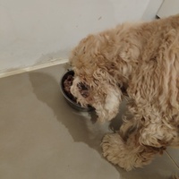 photo de livraison pour Cœur Animal