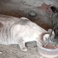 photo de livraison pour Les Amis des Chats d'Oc