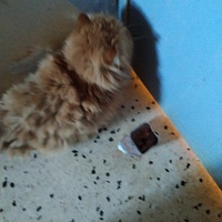 photo de livraison pour Chats Grains d'Amour