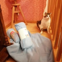 photo de livraison pour Chats du Pays d'Ornans