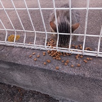 photo de livraison pour L'Ecole du Chat Istreen