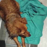 photo de livraison pour Chat Ami pour la Vie