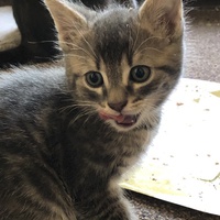 photo de livraison pour Adopte Un Matou