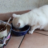 photo de livraison pour Jardin des Chats