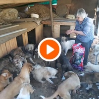 photo de livraison pour Animal World Struga