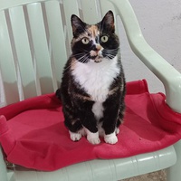 photo de livraison pour Amour et Protection des Animaux