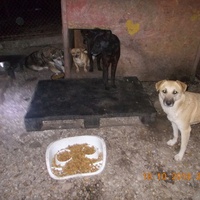 photo de livraison pour Pro Animals Finland ry