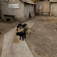 photo de livraison pour Association for the protection of animals "BAK"