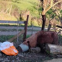 photo de livraison pour Chats errants du val du crenu