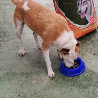 photo de livraison pour El refugio canino de Leo