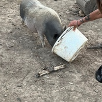 photo de livraison pour 4 Sabots et un Fer