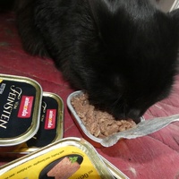 photo de livraison pour Jardin des Chats