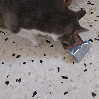 photo de livraison pour Chats Grains d'Amour
