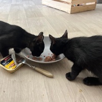 photo de livraison pour Collectif Sauvetage Chatons