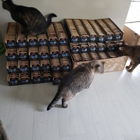 photo de livraison pour La Vraie Magie des Chats