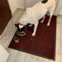 photo de livraison pour Chats Grains d'Amour