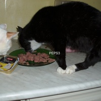 photo de livraison pour Protection Animale Berroise