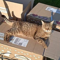 photo de livraison pour Hungry Cats14