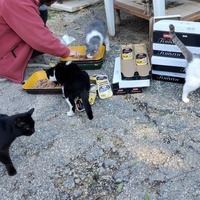 photo de livraison pour ANIMAL ATTITUDE