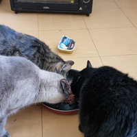 photo de livraison pour Chats Libres des Hauts Cantons de l'Hérault
