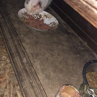 photo de livraison pour Chat Suffit a.sb.l.