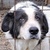 photo animal