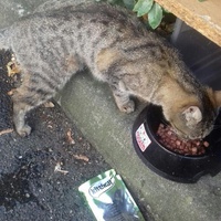 photo de livraison pour Chats Maux