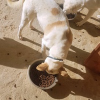 photo de livraison pour SOS Animaux Tunisie