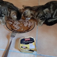 photo de livraison pour Bien vivre avec les Chats Sallélois