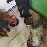 photo de livraison pour ПРИХВАТИЛИШТЕ ДРАЖЕВАЦ