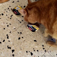 photo de livraison pour Chats Grains d'Amour