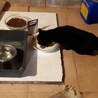 photo de livraison pour Chats du Pays d'Ornans