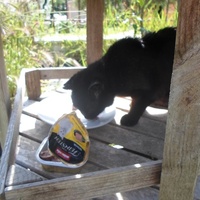 photo de livraison pour Au Rendez-vous des Animaux