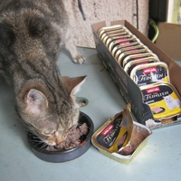 photo de livraison pour Au Bonheur des Chats Libres
