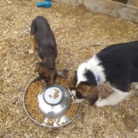 photo de livraison pour Happy Shelter Skopje