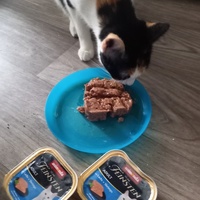 photo de livraison pour Les Pattounes de l'Espoir