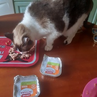 photo de livraison pour L'Arche des Amis à pattes