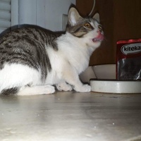 photo de livraison pour Les Chats de la Tour