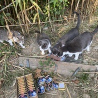 photo de livraison pour Les chats Port-Saint-Louisiens