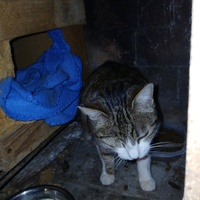 photo de livraison pour Les chats de chez nous