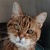 photo animal