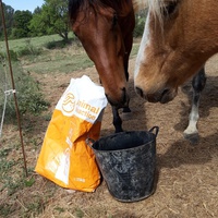 photo de livraison pour Happy Horse Day