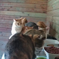 photo de livraison pour Jardin des Chats